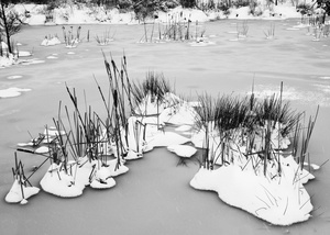 The Pond Project #33