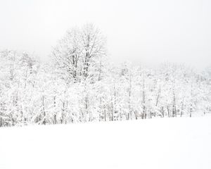 ZenMeditation - Plate 8