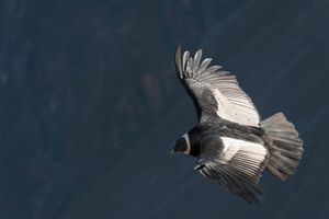 ”el condor pasa" in Peru