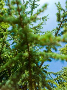 Trees | This project was borne, not from an artist's statement but from the inspiration of the passage entitled 'Trees' from "Wandering" by Herman Hesse. © Matthew Arnold