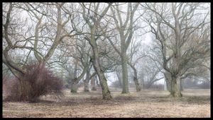 Toronto Island Portfolio