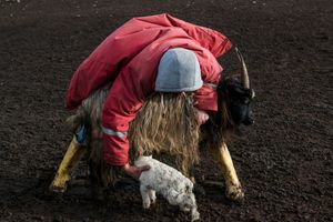 Feeding the goatling.