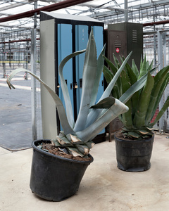 Hyde Park, Green House