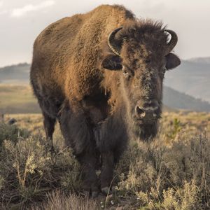'Bison'