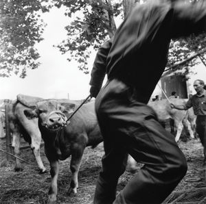 Cattle Fair. Garris.