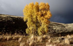 Glowing Cottonwood