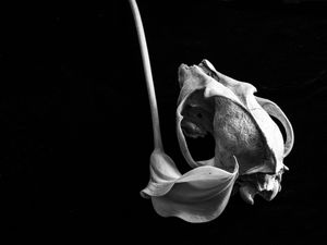 Coyote Skull + Calla 2019