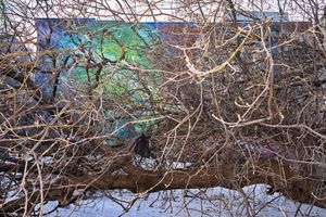 Black Bag in Fallen Tree