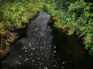 Chalk Streams 8