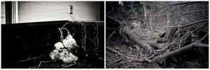 radici _ roots