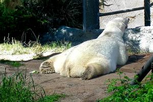 CAPTIVITY