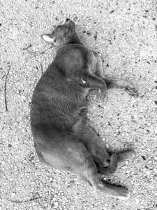 Stray Cats 1