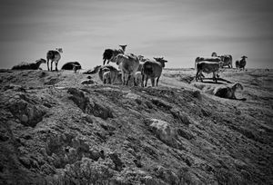sheep