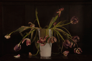 purple tulips