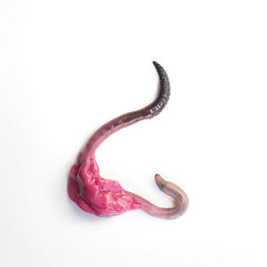 Food #2, Birds 2015