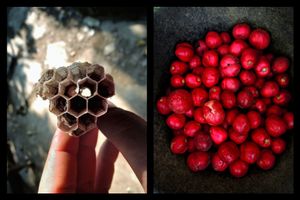 hexagon herb © Indra Widi