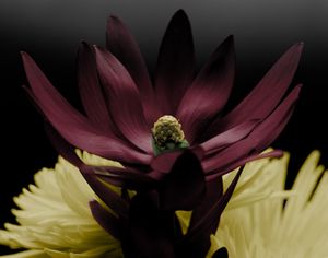 Floral 02