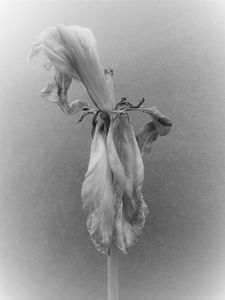 ohne Titel