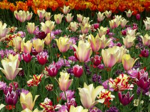 The Tulip, Composition III