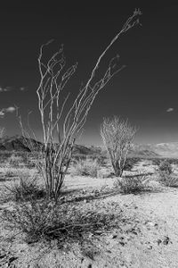 Ocotillo plant | Joshua Tree National Park, California.