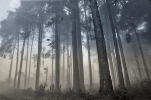 Kenya Cypress Trees