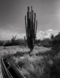 Cactus with Long Metal Bar, Santa Cruz, Aruba, 5 30 21, Photo by Joe Bruha