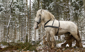 Winter powerhouses - feature for magazine Seasons
