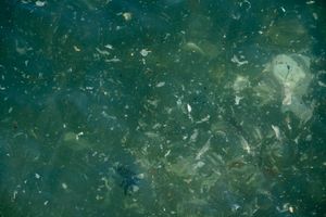 Single-use plastics, the food of the future