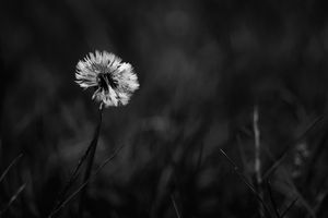 Be the Dandelion...let the winds take you where you are needed most.