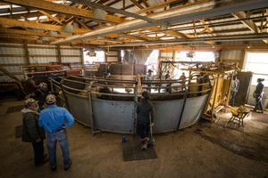 Bison Processing Room