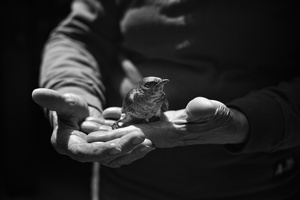 Blue Bird