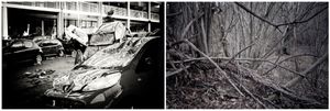 radici _ roots