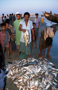 The catch of the day being sorted, St Martin island, Bangladesh