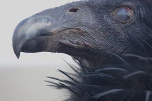 CONDOR DOLLY CLOSE UP WITH SHROUDED EYES.   ©Janice Tieken. All rights reserved.