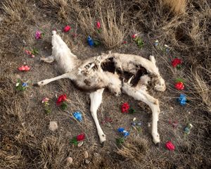 Deer 1