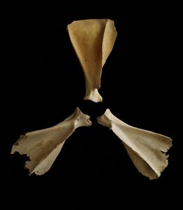 Nature Morte # 65 (Trefoil III)