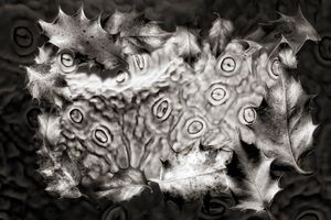 Holly Stomata