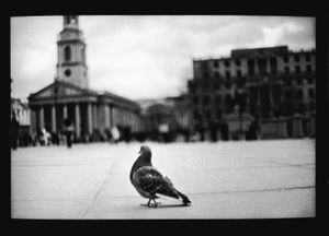Untitled (Pigeon Trafalgar Square), 2013