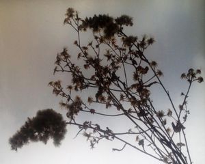 winterbloom - baby's breath I