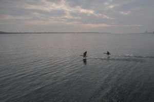 Two Geese