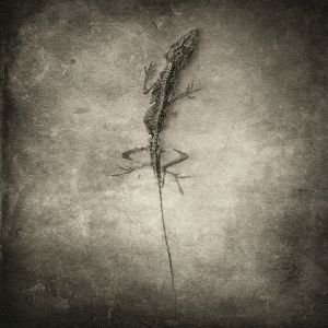 Anole© Gary