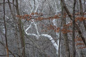 Ghost Tree