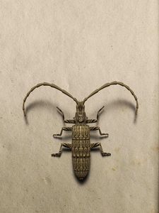 Longhorn Beetle