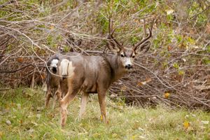 Grand Canyon resident