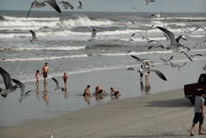 Birds and Beachgoers