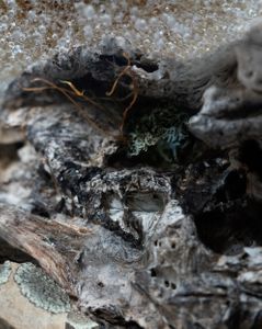 Amalgamated Fragmentations/ Assimilation 2