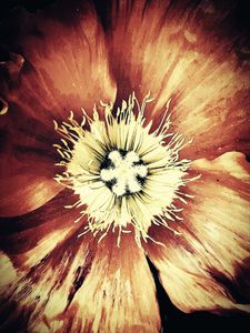 Remembering Georgia O'Keeffe_9