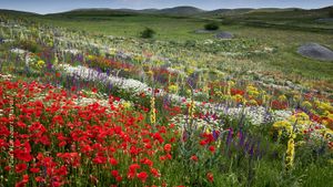 A fallow field in the Abruzzo, Italy
