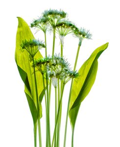 Wild Garlic 1