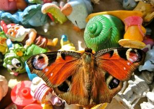 The Visitor - Still Life with Butterfly